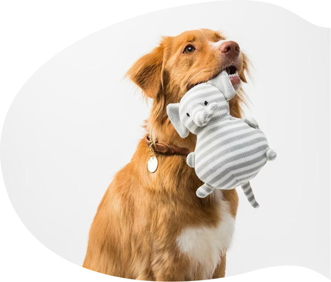 幼稚園で過ごす犬