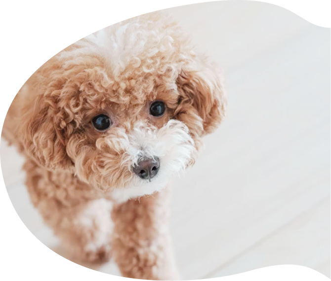 幼稚園で過ごす犬