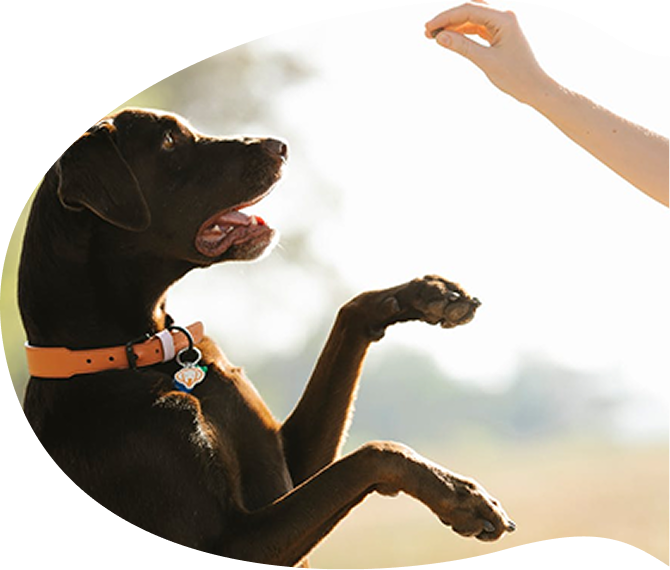 幼稚園で過ごす犬