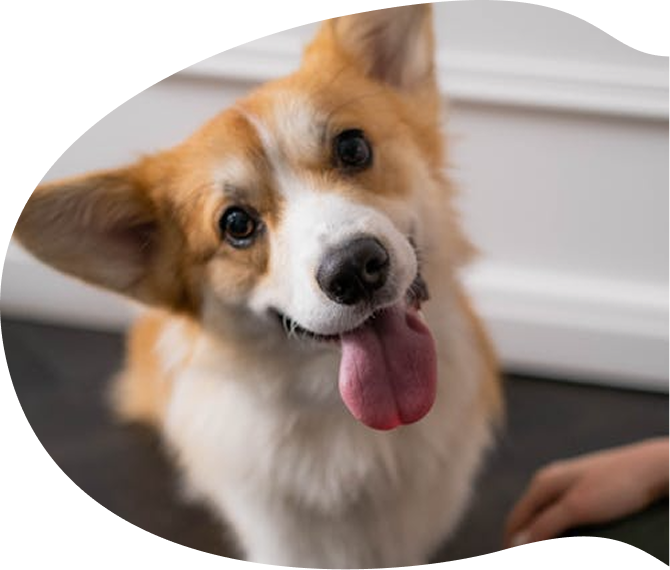 幼稚園で過ごす犬