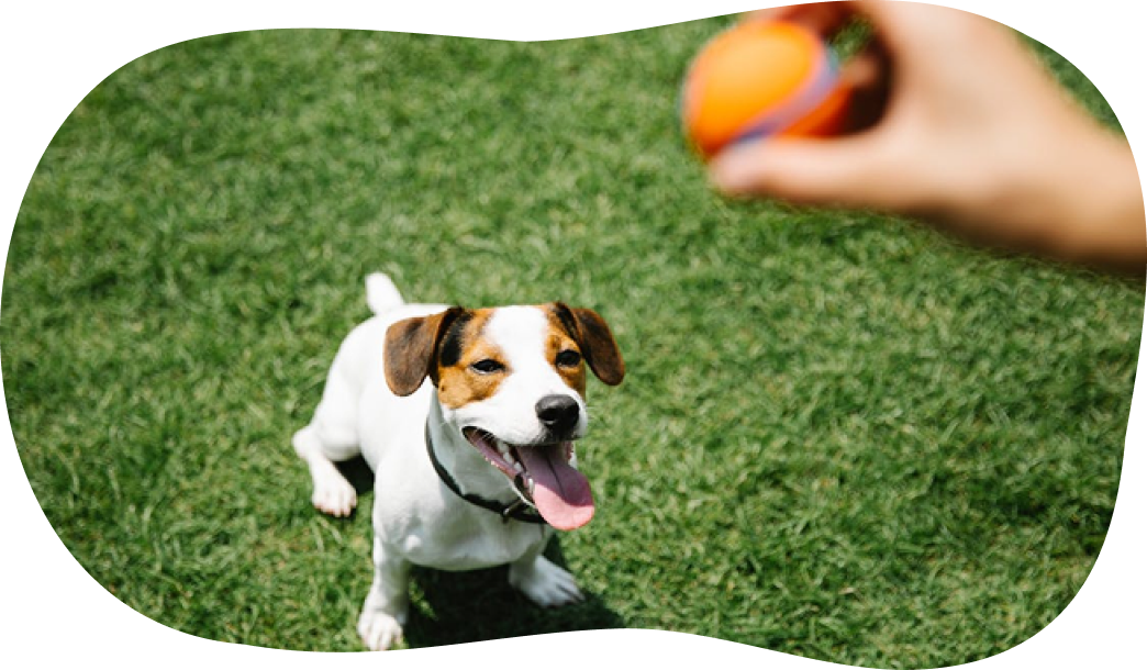 犬が過ごす環境のイラスト