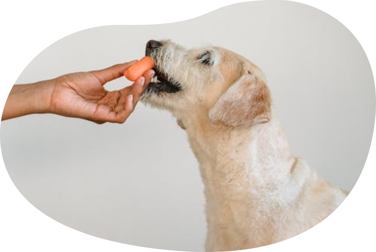 犬の幼稚園のイメージ